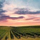 Des vignes aux vallées. Protéger la beauté de Willunga